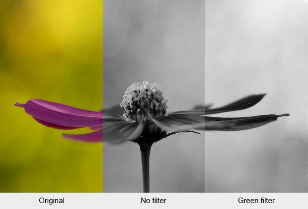Flower photo converted to black and white using a green filter