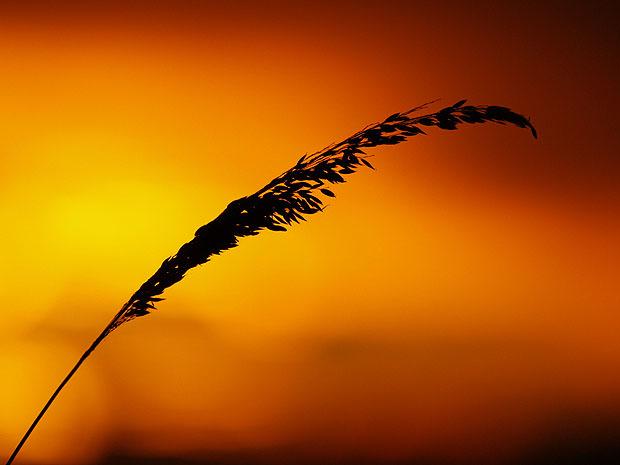 Silhouetted leaf against vivid orange sunset