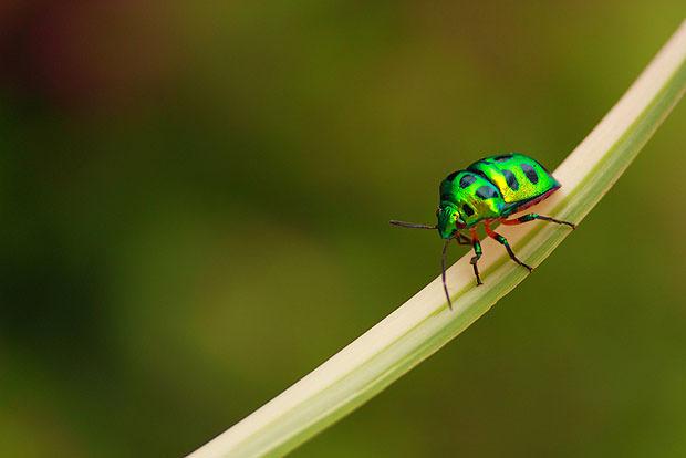 Insect on a stem offset by negative space