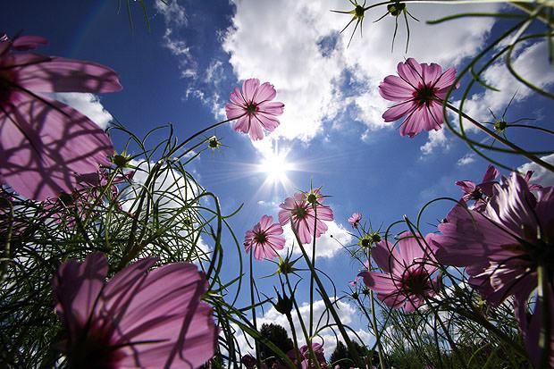 Lots of purple flowers viewed from below