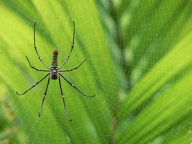 Spider on web